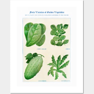 Garden Vegetable watercolor illustration (1915) Posters and Art